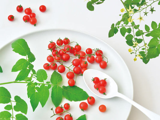 Small tomato potted plant